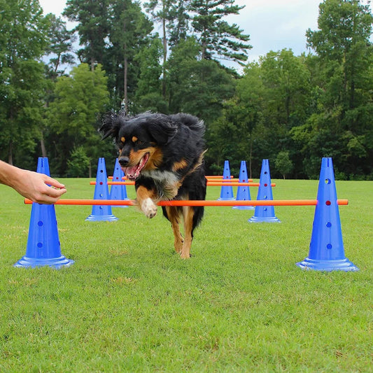 ToughPaws Pet Agility Training Equipment