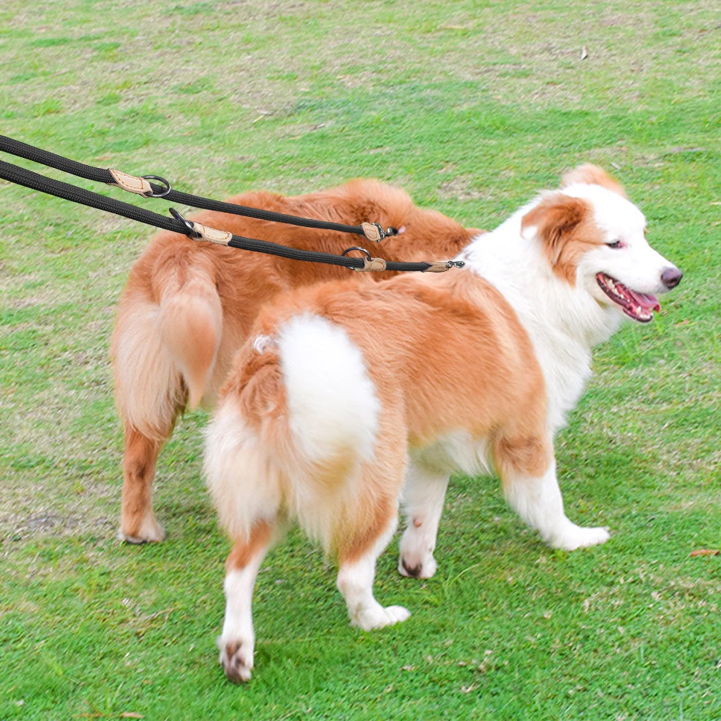 Multipurpose Dog Leash – Hands-Free Adjustable