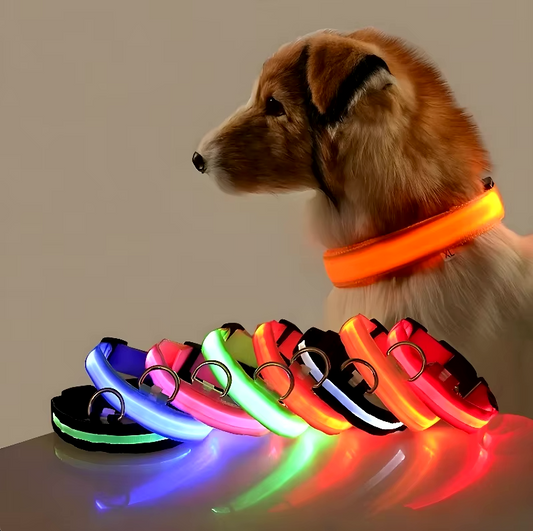 NightGlow LED Nylon Dog Collar